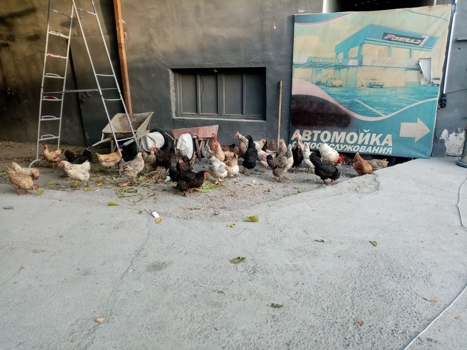 Товуклар сотилади уй хонаки товуклар хаммаси тухумга кирган.