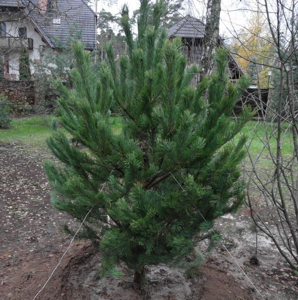 Vand pini, brazi, molizi, mesteacăn, tei, arțar, plante ornamentale