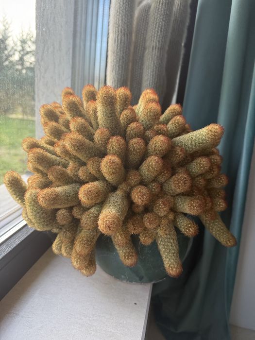 Vand cactus 6 ani