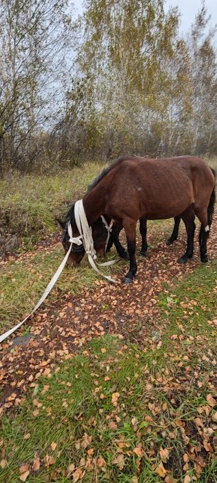 Продам лошадь и Жеребца