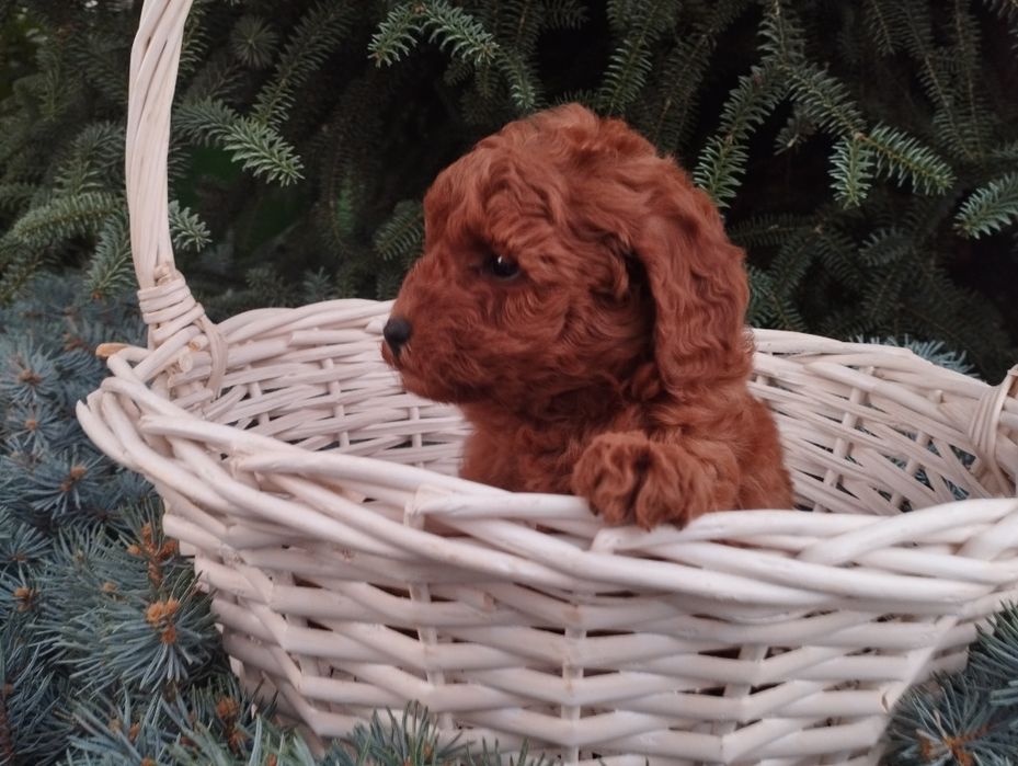 Той пудел Poodle toi