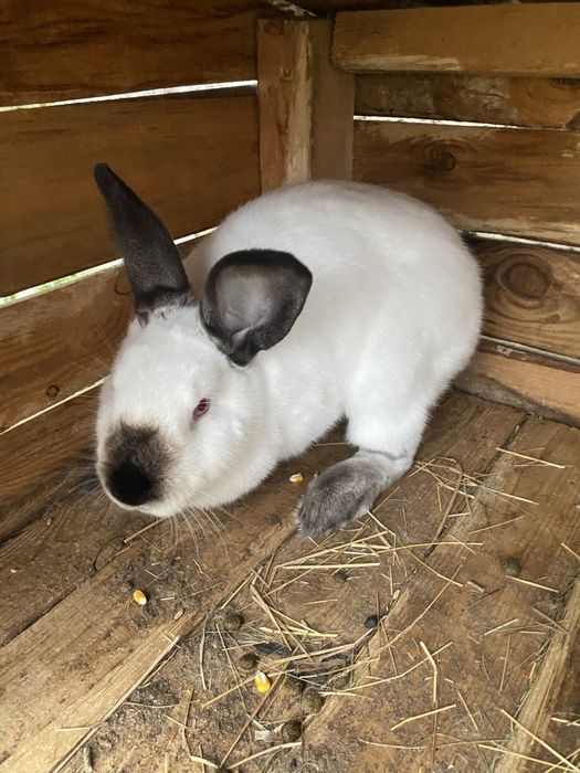 Vând mascul si femela de californieni