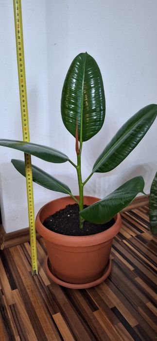 Oferta 6 plante de apartament