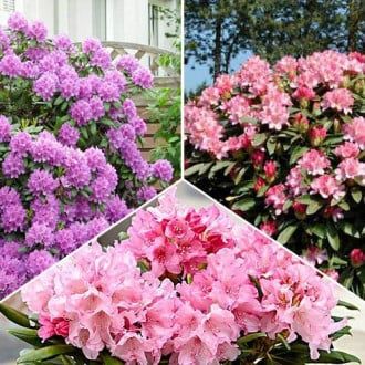 Rhododendron (Trandafir De Munte )