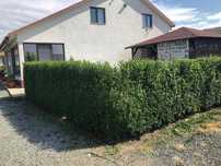 Lemn Cainesc, Ligustrum Vulgare Ovalifolium 50cm-1m+