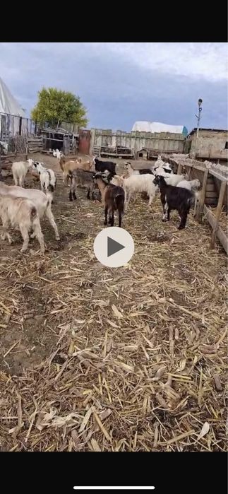 Vand capre 25 bucati. pret 350 lei/buc negociabil