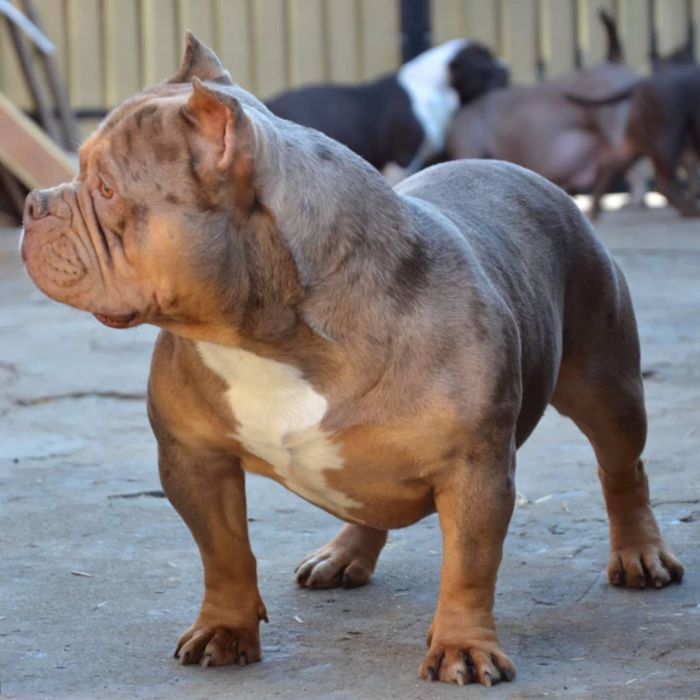 Mascul American Bully