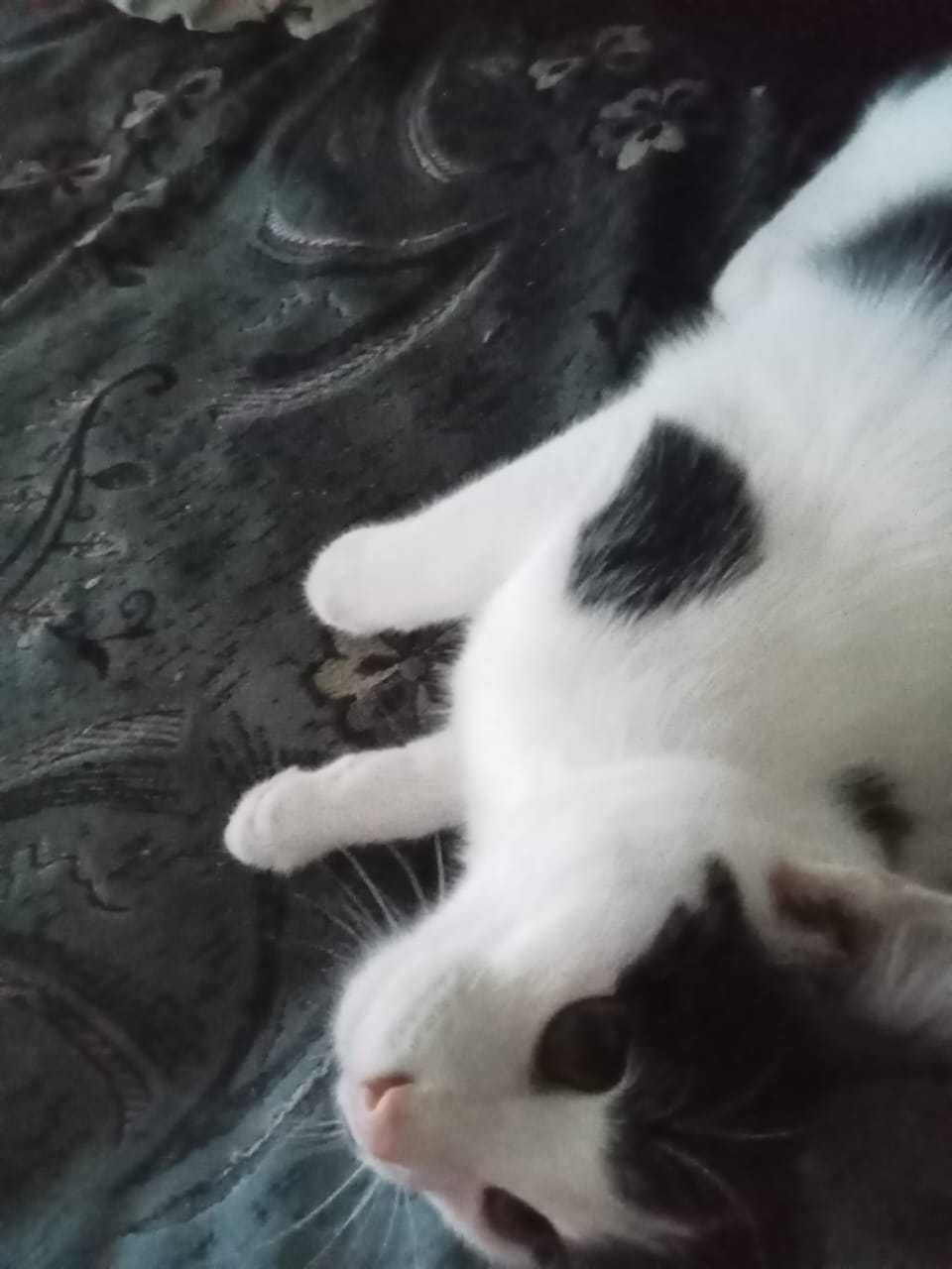 Отдам милого котёнка только хорошим, добрым, любящим животных людям