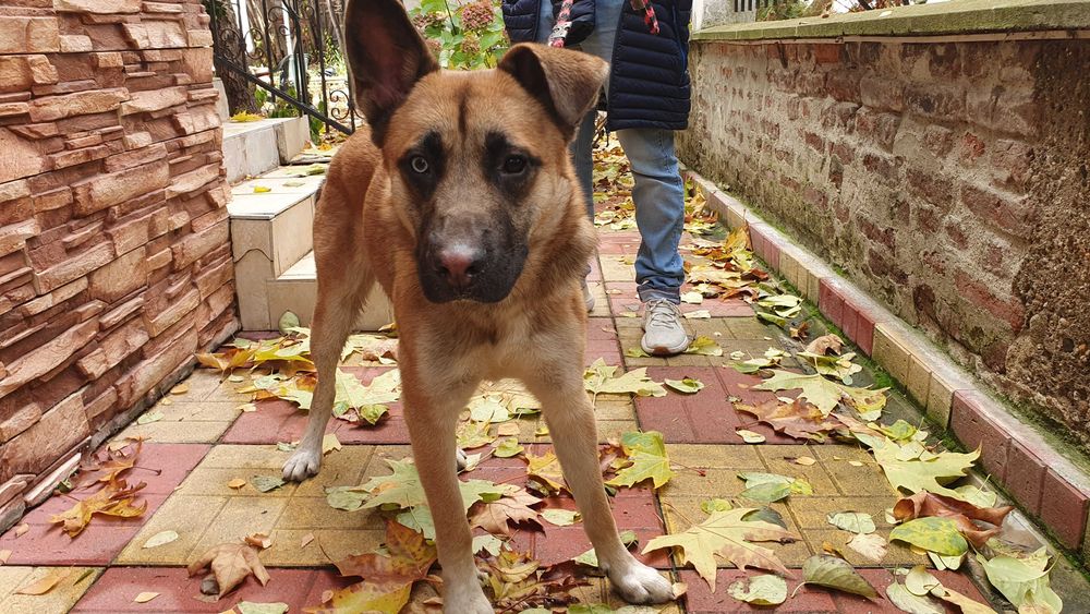 Страхотен Шарено-Очко търси Дом