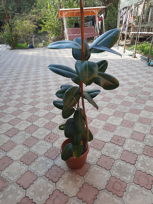 Qora shayhzoda 135sm  sotiladi