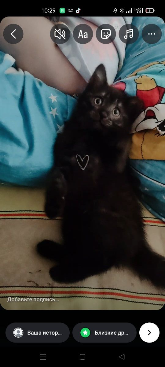 Отдам котенка в добрые руки