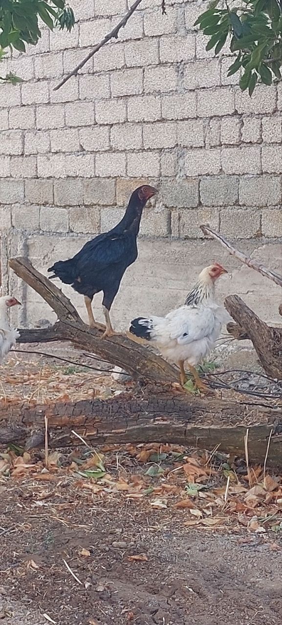 Dakan tavuq sotiladi