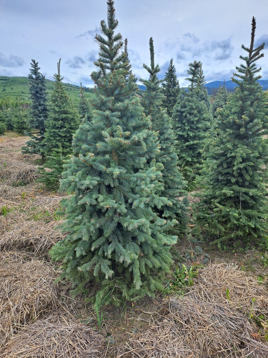 Vând plante ornamentale