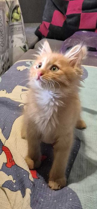 Котёнок по кличке Симба ищет любящую семью.