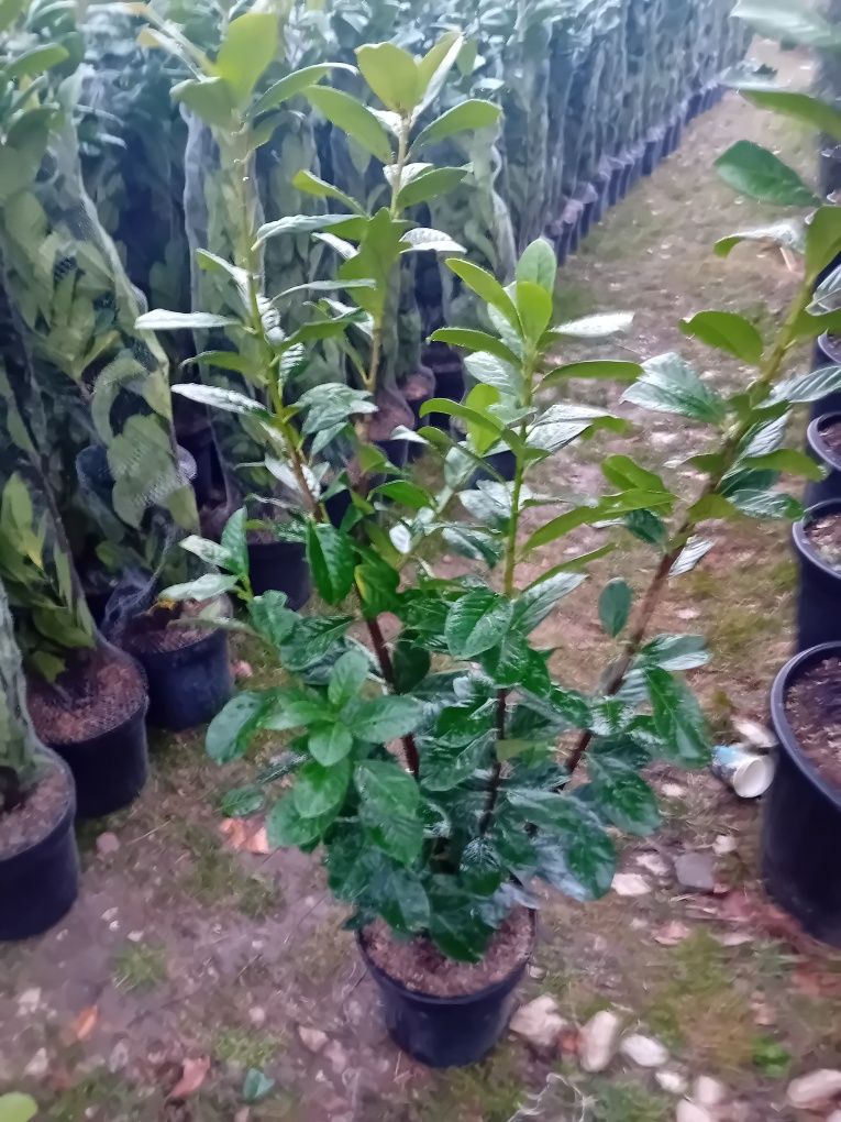 Vând laur englezesc tufă