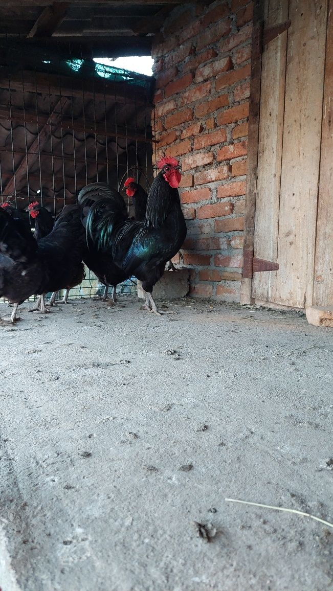 Vând ouă australorp. [ de incubat ]