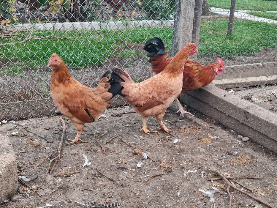 Puicuțe liliput (americane)