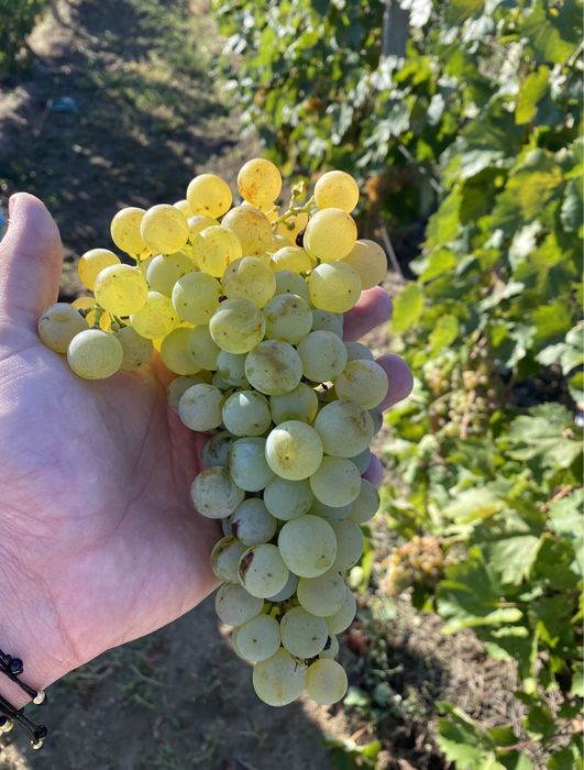 Vând struguri Crâmpoșie selecționata  Cabernet