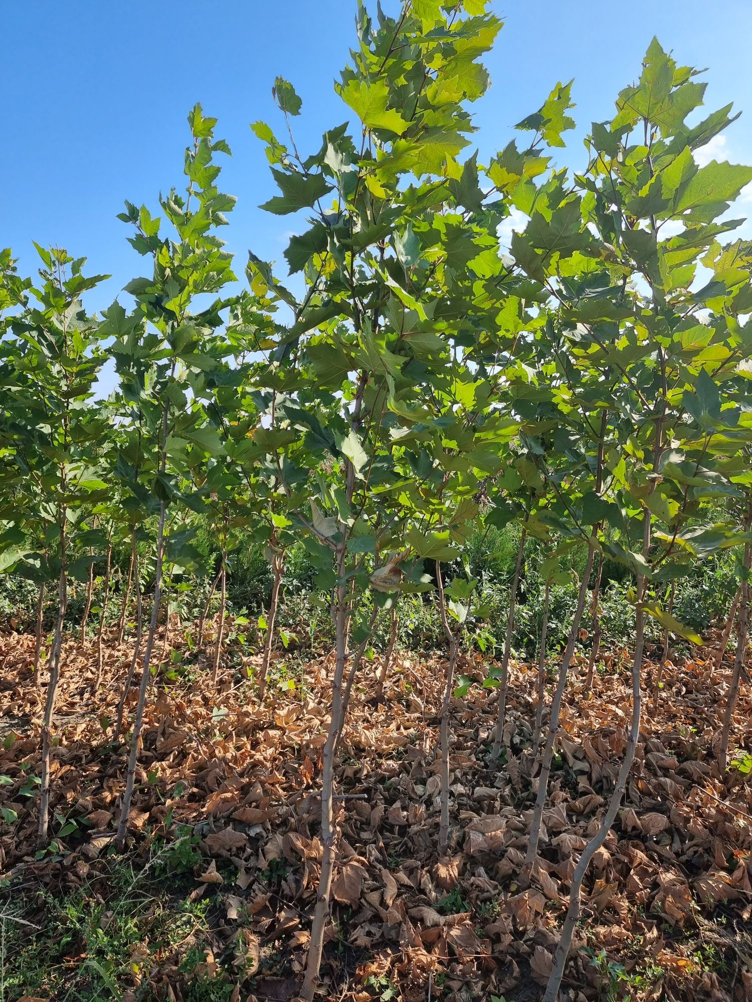 Prunus pisardi rosu- Mesteacan alb - Platan