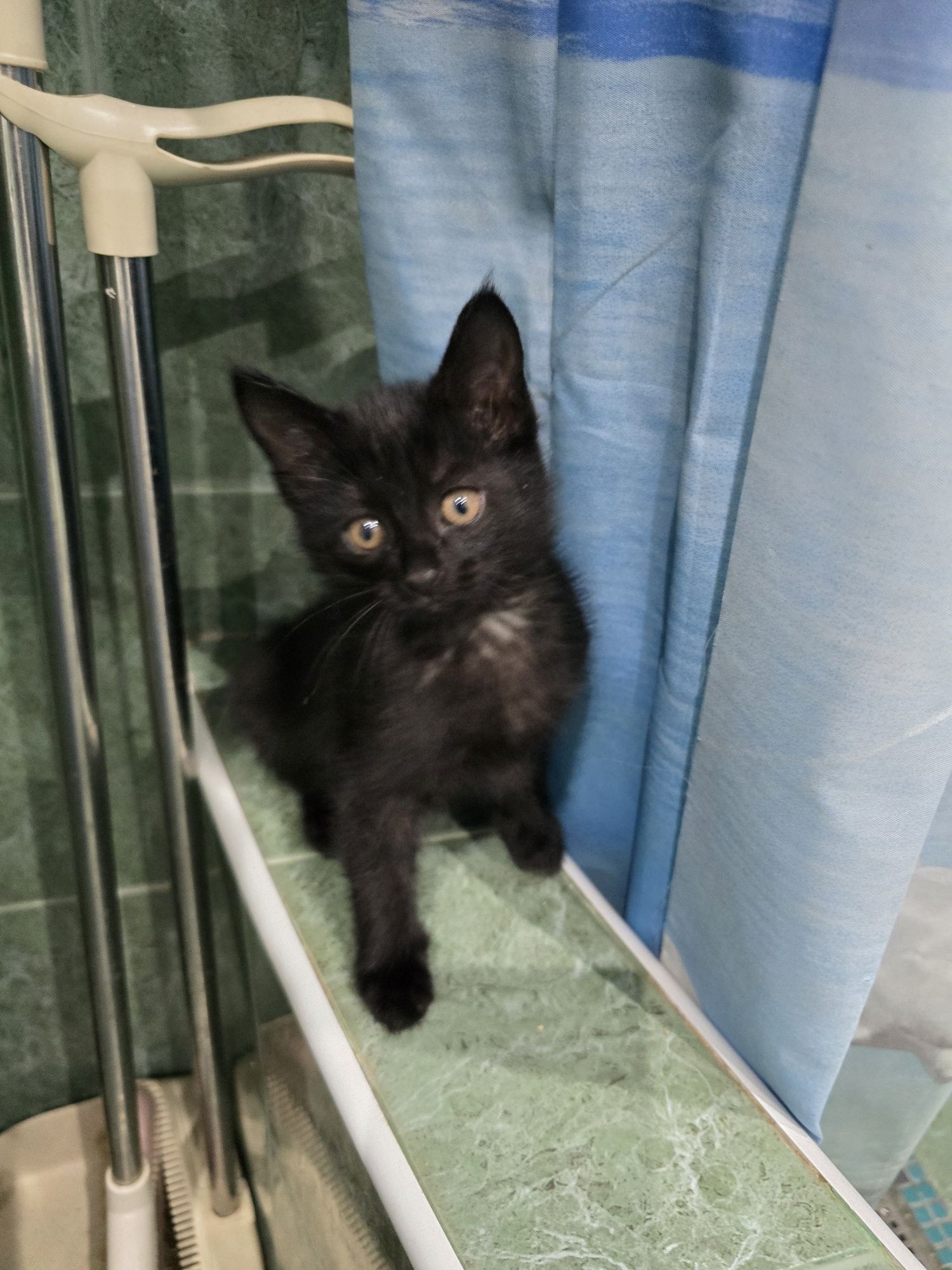 Продается котёнок бомбейской кошки.