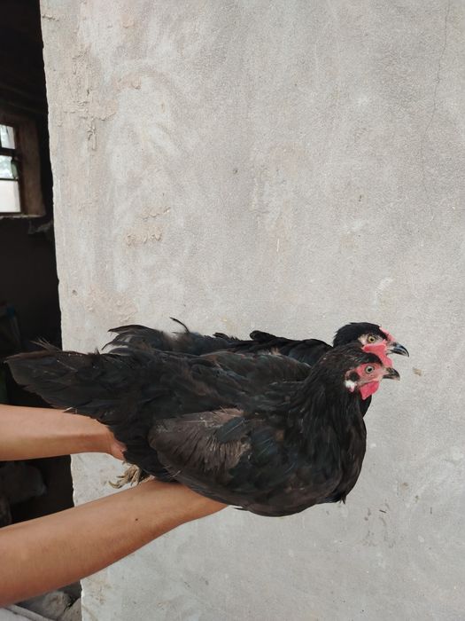 Tuxum berib turgan tovuqlar bor