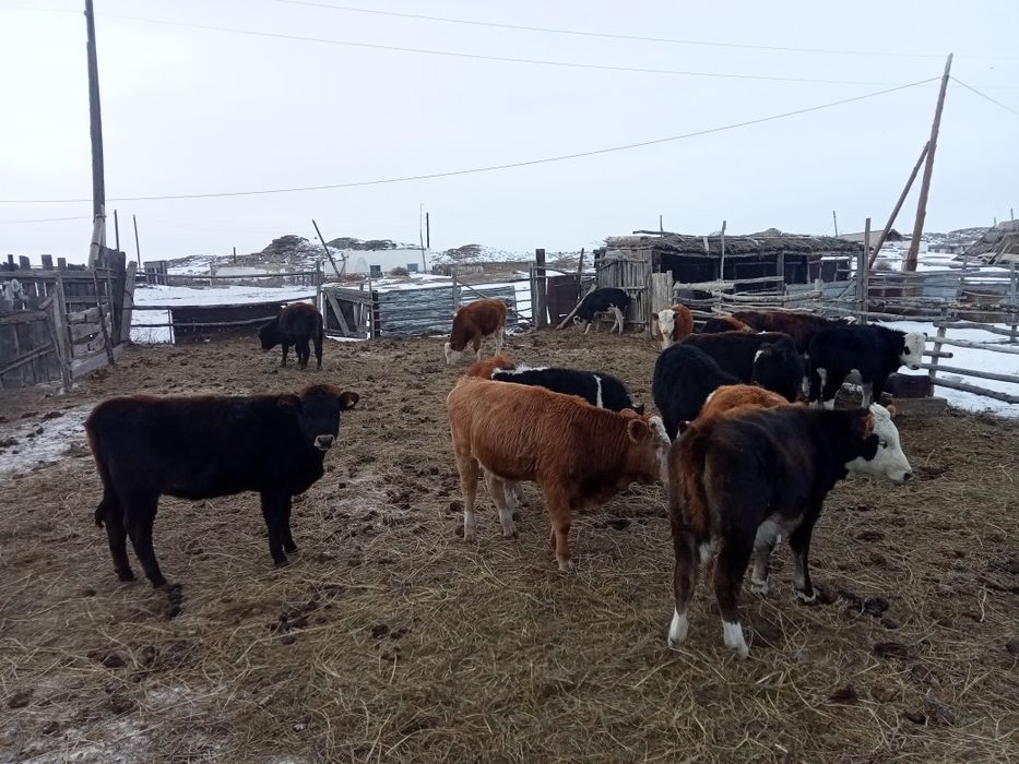 Продам молодняк тёлочки бычки