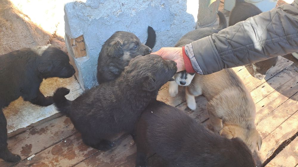 Подарявам кученцата