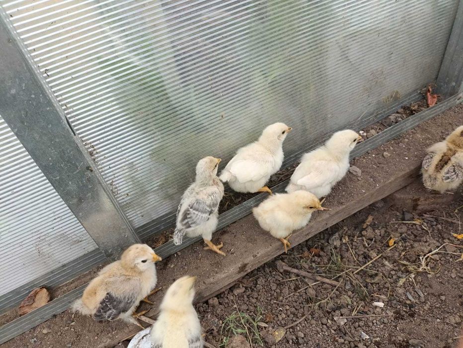 птенцы на продажу