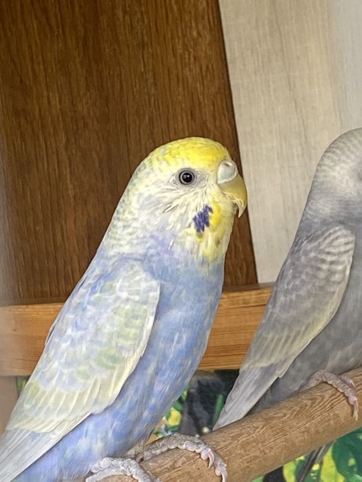 Волнистые, радужные, тоти, toti qushlar