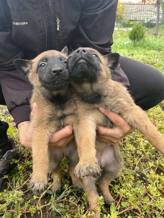 Белгийска овчарка-Малиноа