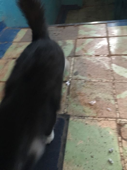 Кошка без домная, пол не известен, не помытая, жи вет у нас в подьезде