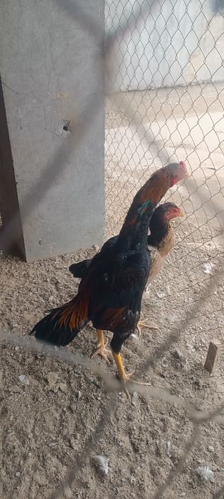 хуроз карис карис тавук шамо тавук сотилади тулакка утди 15ой