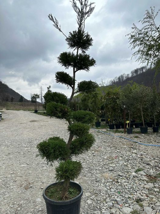 Plante Decorative pentru Amenajări Exterioare de Vis