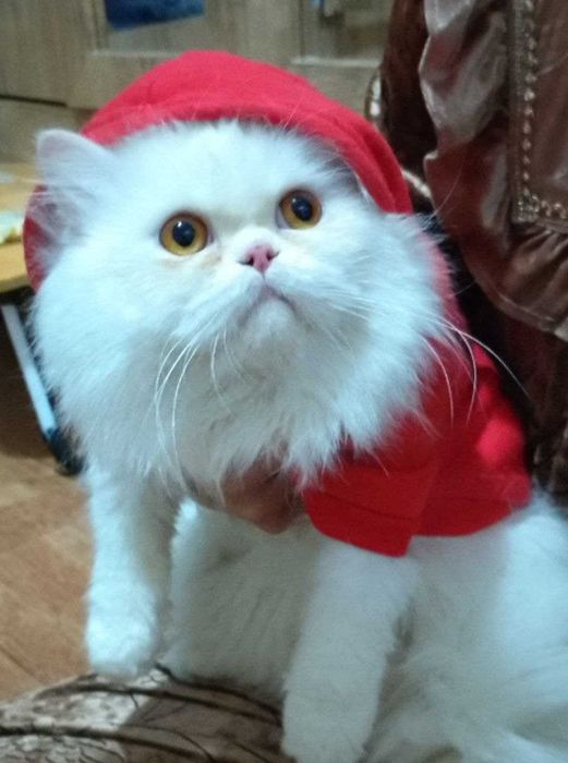 Vyazkaga. Skotish strayt