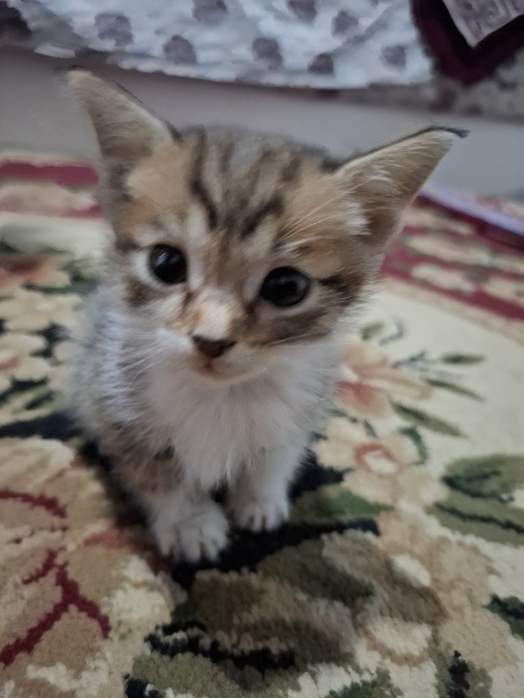 британский кот 1.5 месяцев
