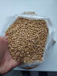 Пшеница сорт канада семена