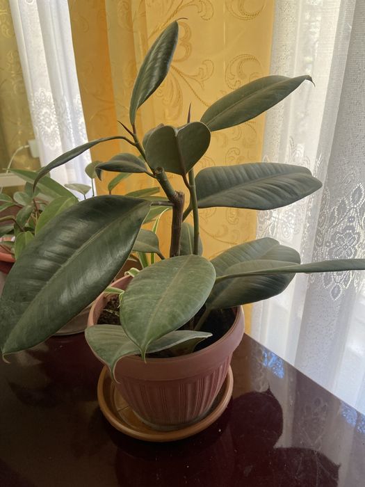 Комнатные цветочки  разные