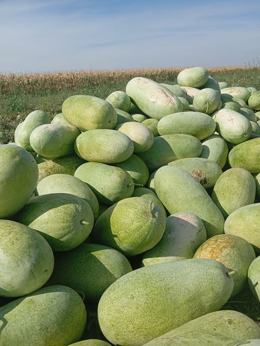 Pepenii verzi pepenoica