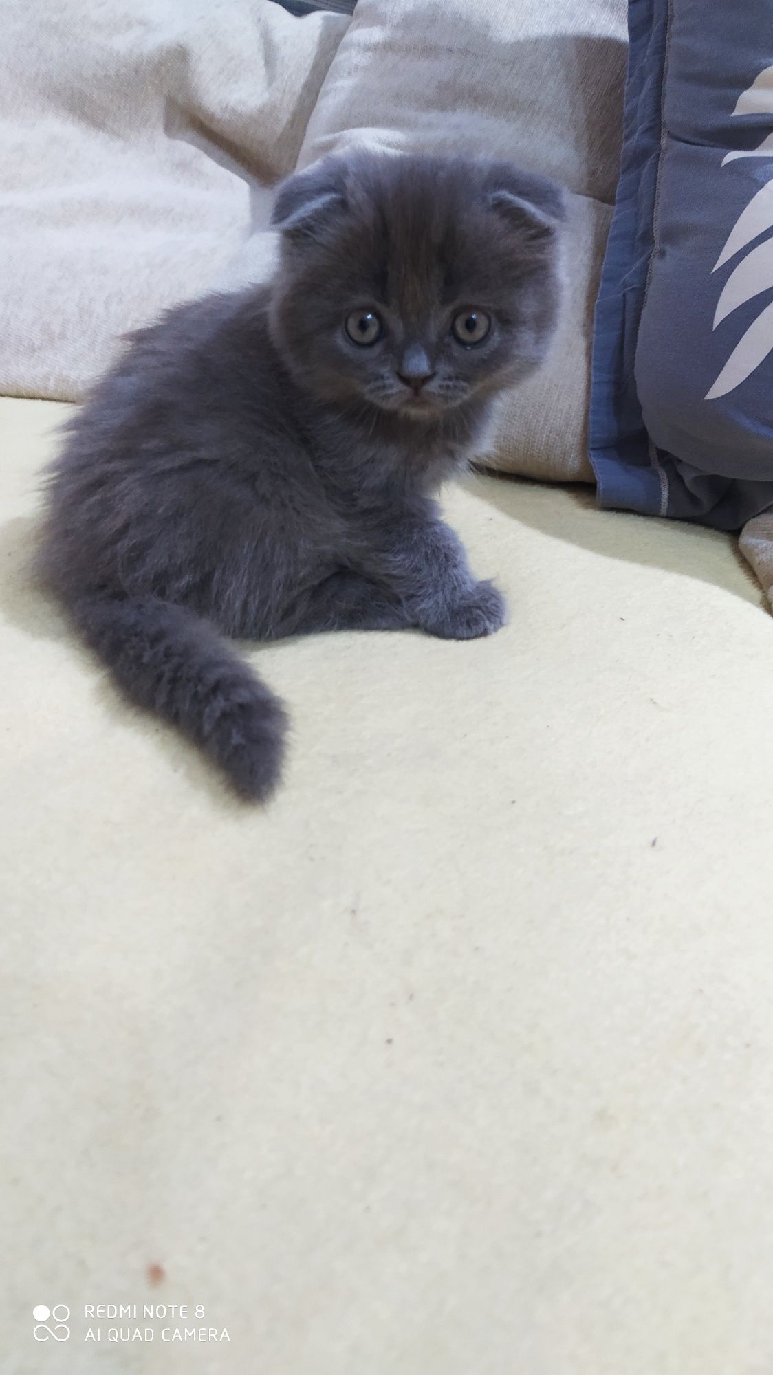 Продаётся чистокровный вислоухий котёнок Скотишь Фолд
