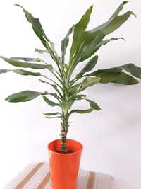 Dracena verde sau verde cu margini galbene