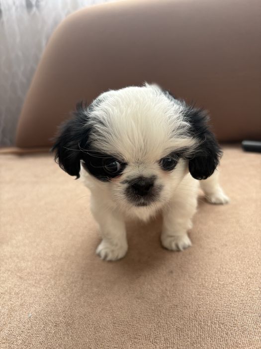 Японски хин - бебета