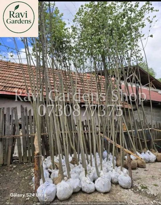 Mesteacăn, Platan, Carpen | Transport Gratuit Asigurat