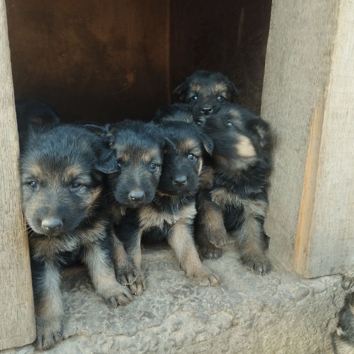 Щенки немецкой овчарки