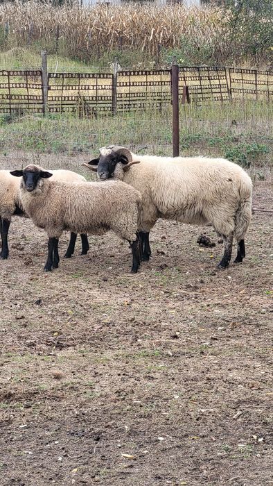 Berbec metis suffolk