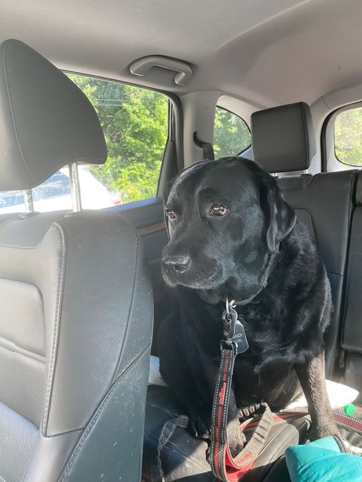 Transport animale de companie