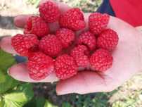 URGENT ..Teren agricol Ferma de mure , zmeura si pomi fructiferi