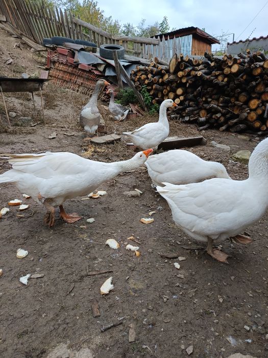 Vînd gâște sau schimb cu puicuțe mixte