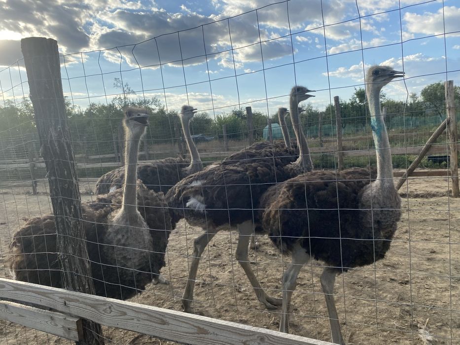 Strut negru african de vanzare