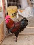 Cocoși marans 2025