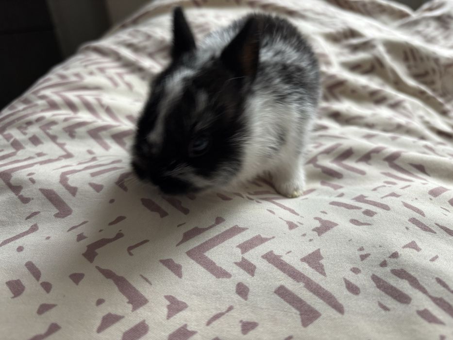 Холандско джудже